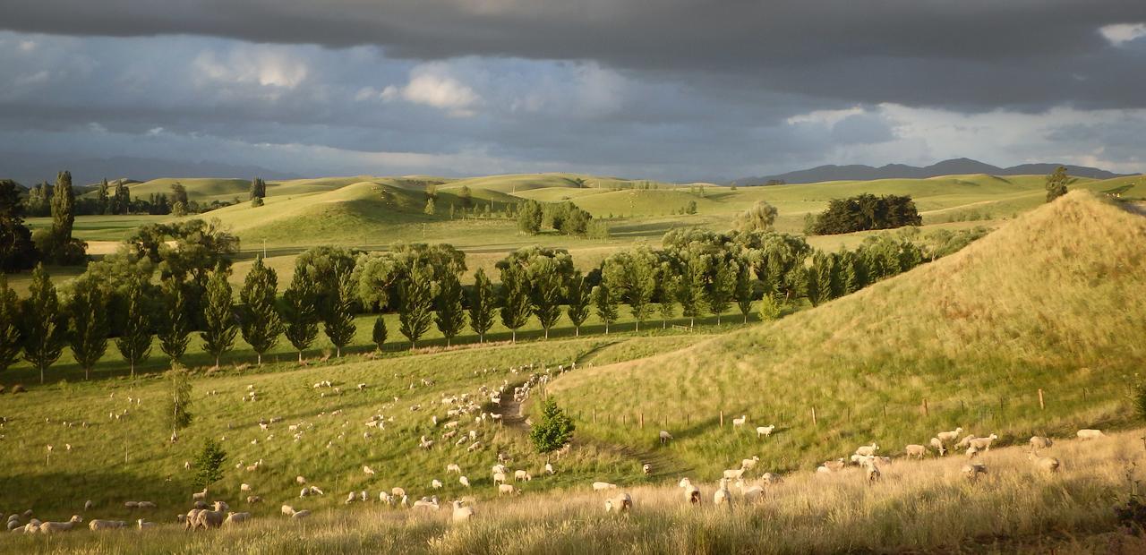 Tree House Lodge Bed & Breakfast Cheviot Dış mekan fotoğraf